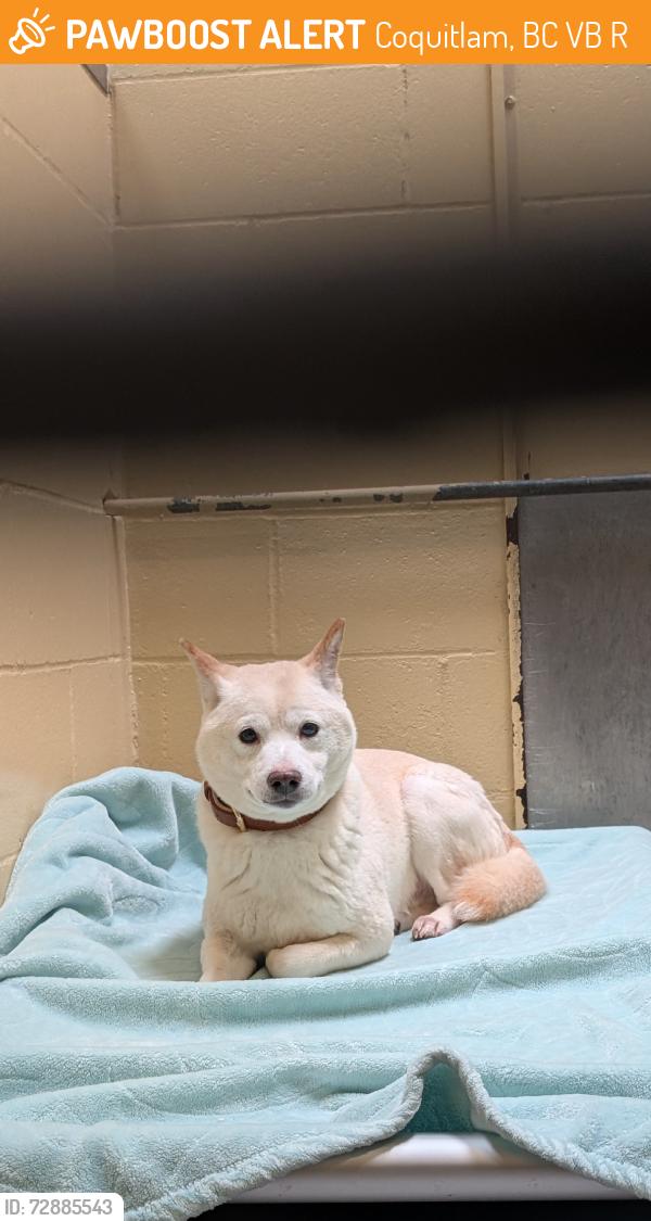 Surrendered Unknown Dog last seen Coquitlam Center, Coquitlam, BC V3B 5R5