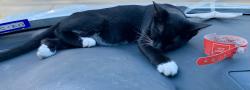 Found/Stray Male Cat last seen Mobil gas station 288 & broadw, Pearland, TX 77584