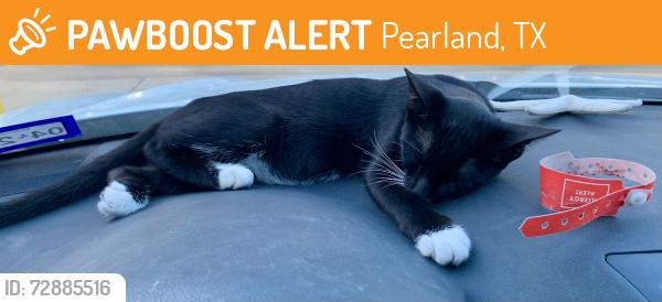 Found/Stray Male Cat last seen Mobil gas station 288 & broadw, Pearland, TX 77584