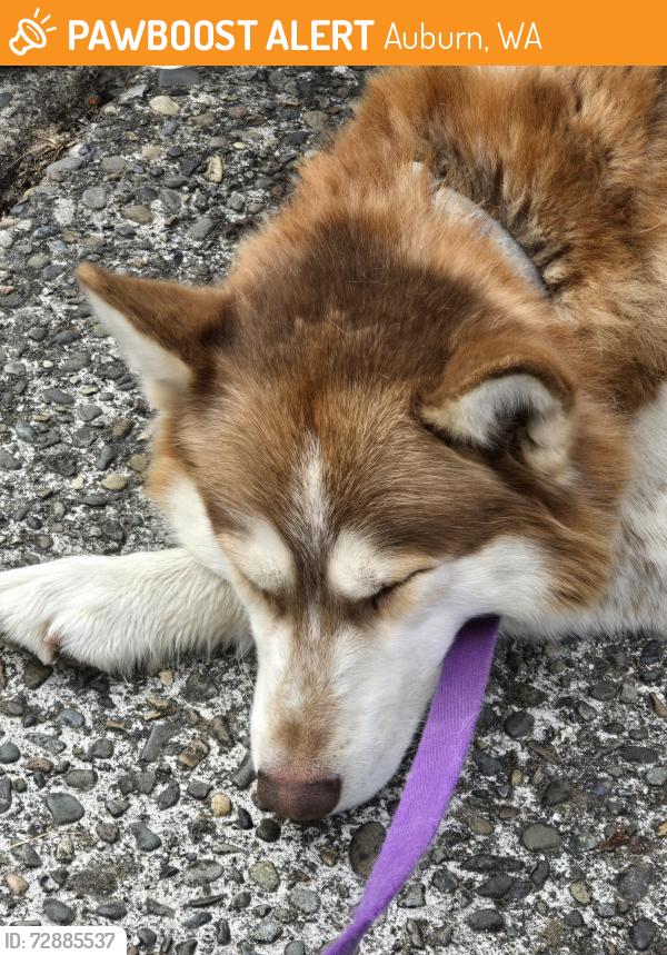 Found/Stray Male Dog last seen 47th ave s. and star lake rd. , Auburn, WA 98001