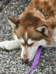Found/Stray Male Dog last seen 47th ave s. and star lake rd. , Auburn, WA 98001