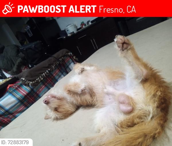 Lost Male Dog last seen Taco Bell or starbucks on Golden State and Herndon , Fresno, CA 93650