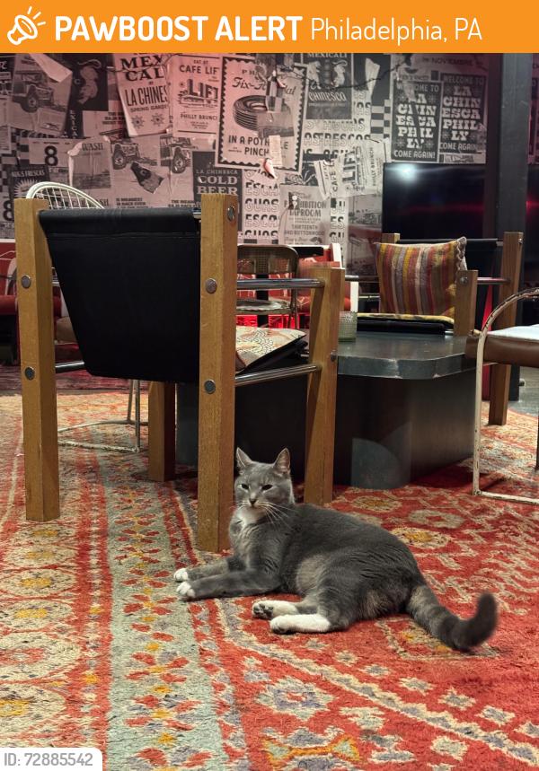 Found/Stray Male Cat last seen 11th and Spring Garden St, Philadelphia, PA 19123