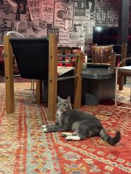 Found/Stray Male Cat last seen 11th and Spring Garden St, Philadelphia, PA 19123