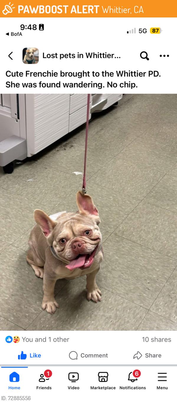 Found/Stray Female Dog last seen Unknown, Whittier, CA 90602