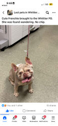 Found/Stray Female Dog last seen Unknown, Whittier, CA 90602