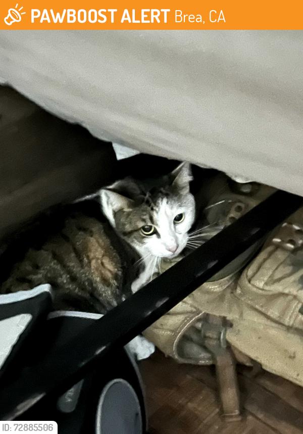 Found/Stray Unknown Cat last seen Major cross streets are Lambert Rd and Brea Bl, Brea, CA 92821