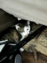 Found/Stray Unknown Cat last seen Major cross streets are Lambert Rd and Brea Bl, Brea, CA 92821