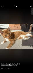 Lost Male Cat last seen Kirsty Cres, Hassall Grove, NSW 2761