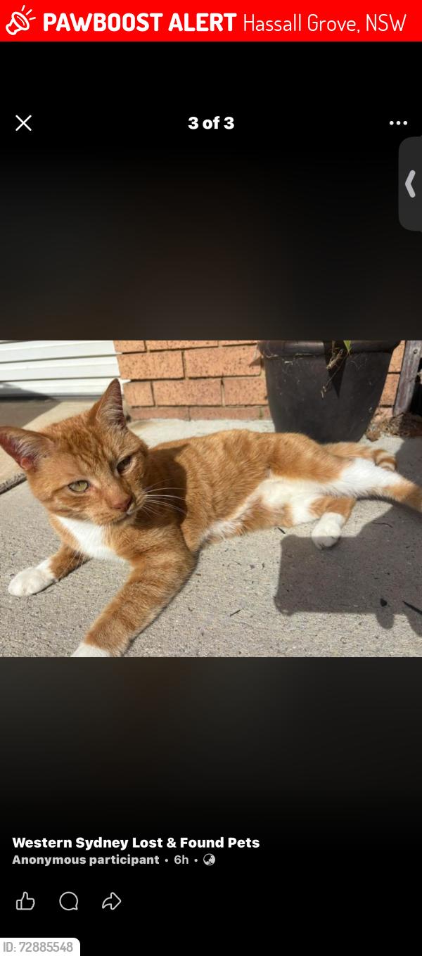 Lost Male Cat last seen Kirsty Cres, Hassall Grove, NSW 2761