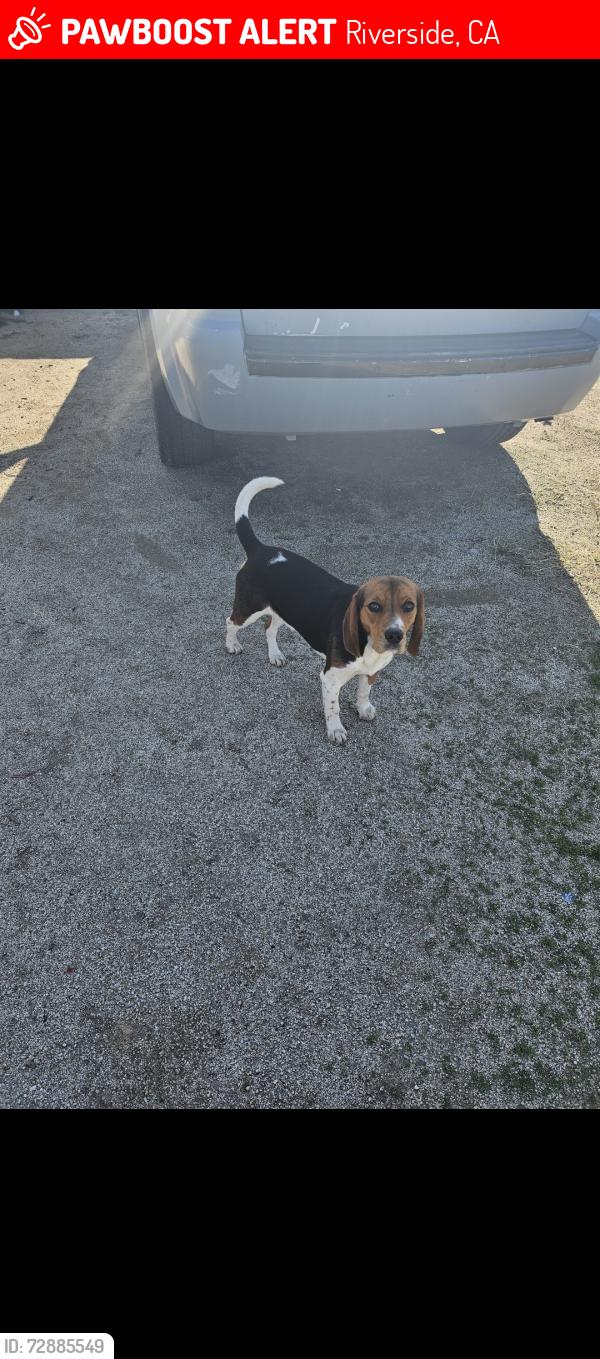 Lost Male Dog last seen Pedley & Galena , Riverside, CA 92509