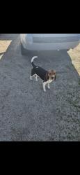 Lost Male Dog last seen Pedley & Galena , Riverside, CA 92509