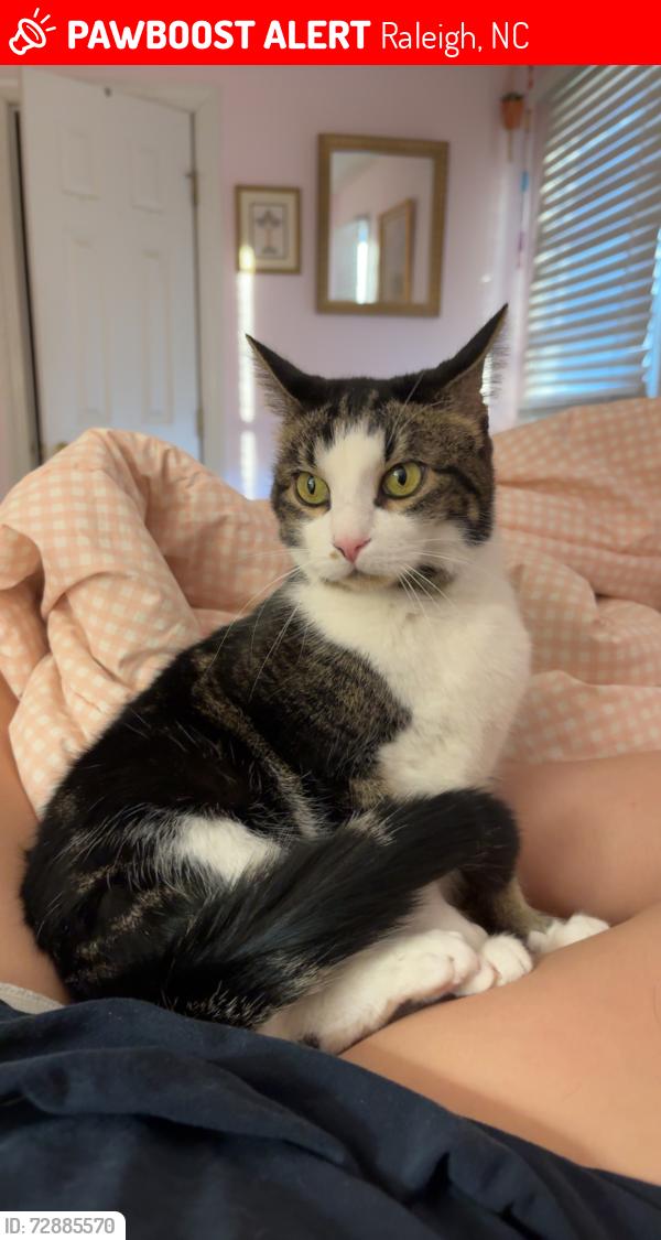 Lost Male Other last seen Stemmons ct, Raleigh, NC 27613