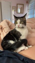 Lost Male Other last seen Stemmons ct, Raleigh, NC 27613