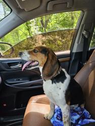 Reunited Male Dog last seen Clifdale Rd , Spartanburg County, SC 29307