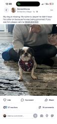 Lost Male Dog last seen Corner of Erie dr. & waverly dr., Lexington, KY 40511