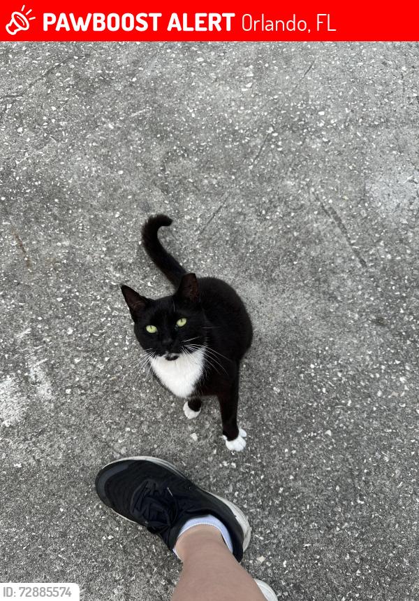 Lost Female Cat last seen Near Vera Ave Orlando, FL 32808, Orlando, FL 32808
