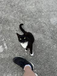 Lost Female Cat last seen Near Vera Ave Orlando, FL 32808, Orlando, FL 32808