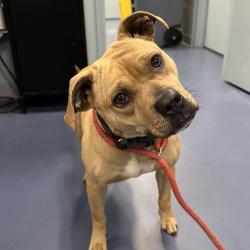 Shelter Stray Female Dog last seen , Greensboro, NC 27409