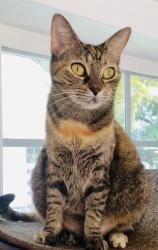 Lost Female Cat last seen Near wicks lake drive , Marietta, GA 30062