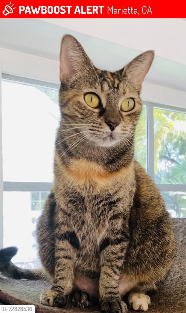 Lost Female Cat last seen Near wicks lake drive , Marietta, GA 30062