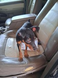 Found/Stray Male Dog last seen W. 81st and s. 97th w. Ave, Tulsa, OK 74131