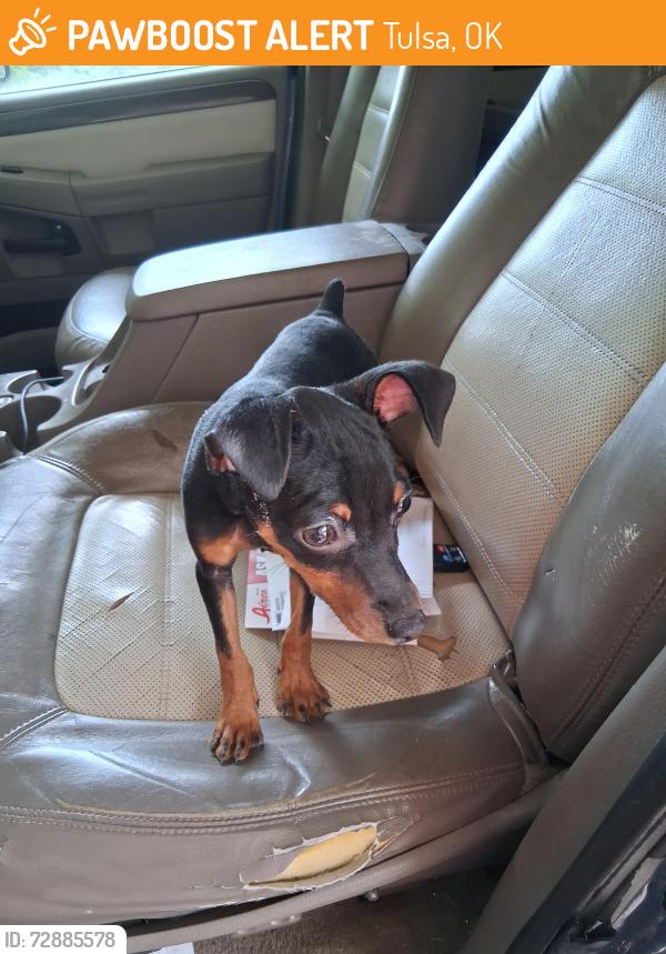 Found/Stray Male Dog last seen W. 81st and s. 97th w. Ave, Tulsa, OK 74131