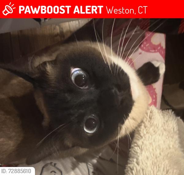 Lost Male Cat last seen Near spring valley road Weston ct 06883, Weston, CT 06883