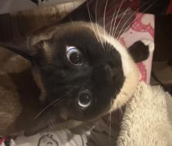 Lost Male Cat last seen Near spring valley road Weston ct 06883, Weston, CT 06883