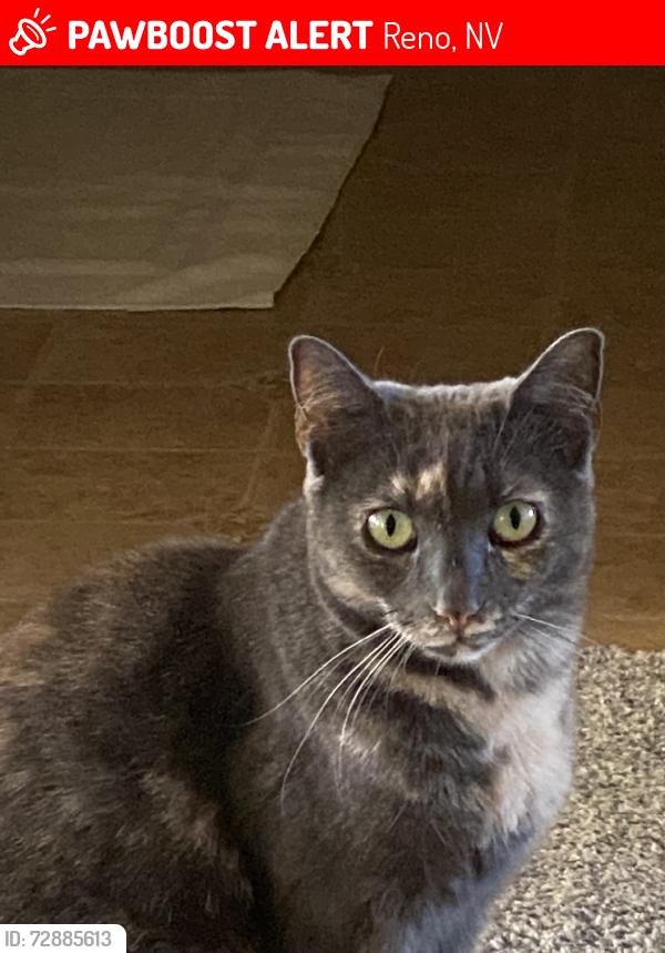 Lost Female Cat last seen Wells and Ninth, Reno, NV 89512