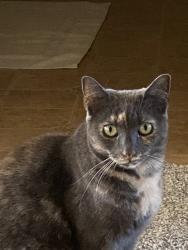 Lost Female Cat last seen Wells and Ninth, Reno, NV 89512