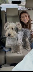Found/Stray Male Dog last seen Beckford Street, Tarzana , Los Angeles, CA 91356