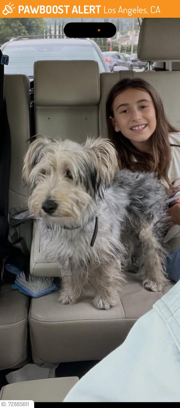 Found/Stray Male Dog last seen Beckford Street, Tarzana , Los Angeles, CA 91356