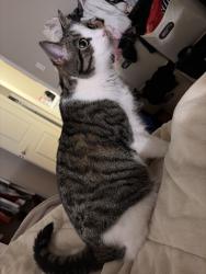Lost Male Cat last seen The Park at Franklin , Franklin Township, NJ 08873