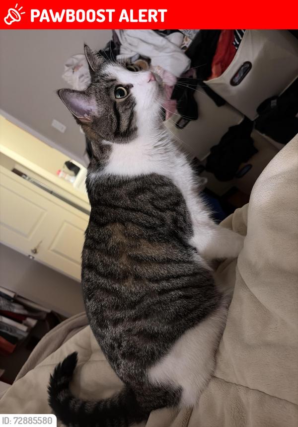 Lost Male Cat last seen The Park at Franklin , Franklin Township, NJ 08873