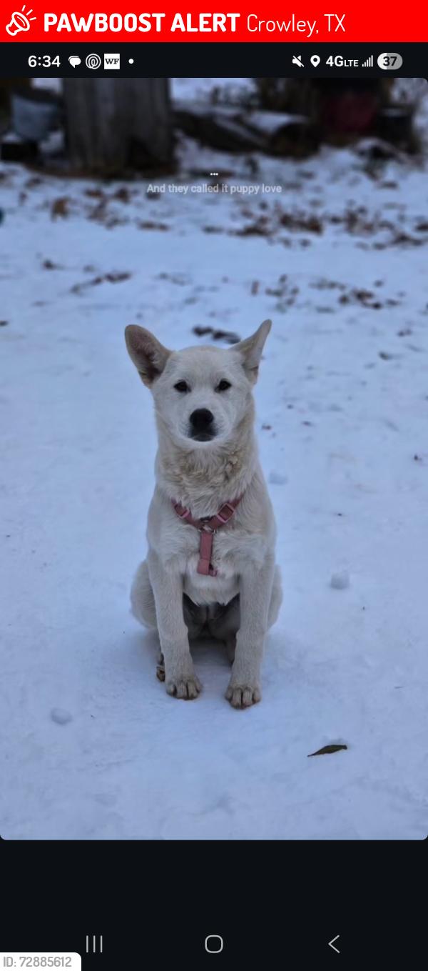 Lost Female Dog last seen W cleburne rd, Crowley, TX 76036