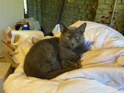Lost Female Cat last seen Alta Vista Drive and Seminole Drive, Chattanooga, TN 37411