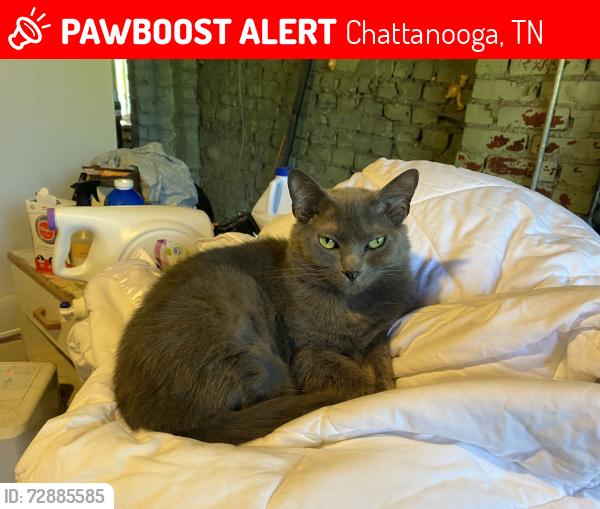 Lost Female Cat last seen Alta Vista Drive and Seminole Drive, Chattanooga, TN 37411