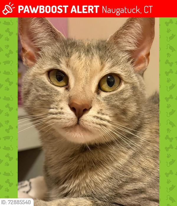 Lost Female Cat last seen Croos Street Bayberry Rd. Sign posted and says Lantern Park cndmnium, Naugatuck, CT 06770