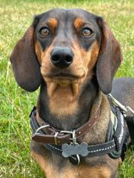Lost Female Dog last seen Swaythling train station bridge, Southampton, England SO18 2LB
