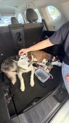 Found/Stray Unknown Dog last seen Near w behrend dr. Glendale az, Glendale, AZ 85308