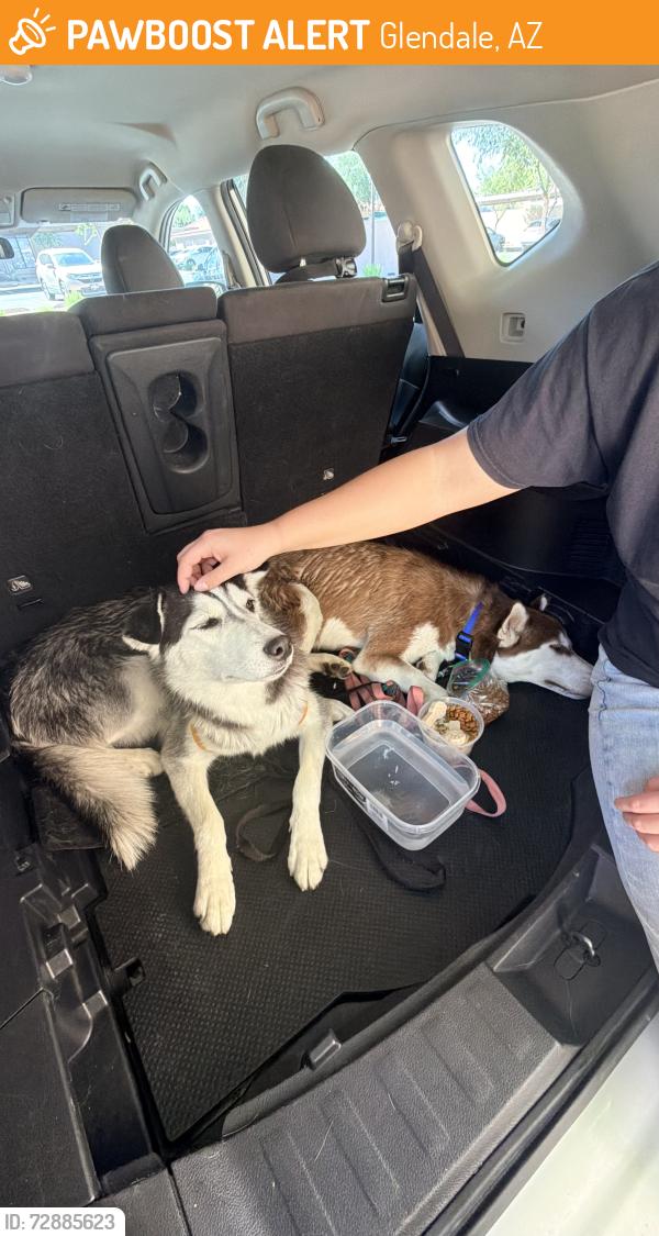 Found/Stray Unknown Dog last seen Near w behrend dr. Glendale az, Glendale, AZ 85308