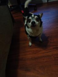 Lost Male Dog last seen Dairy Ashford and Carvel Ln., Houston, TX 77072