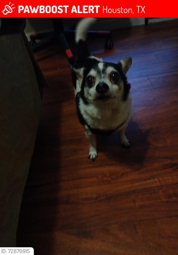 Lost Male Dog last seen Dairy Ashford and Carvel Ln., Houston, TX 77072