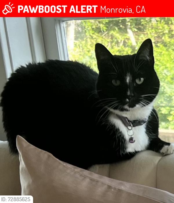 Lost Female Cat last seen Greystone, Monrovia, CA 91016