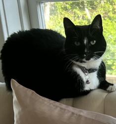 Lost Female Cat last seen Greystone, Monrovia, CA 91016
