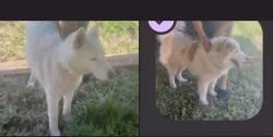 Lost Unknown Dog last seen Delawere ave, eden , Eden, NC 27288