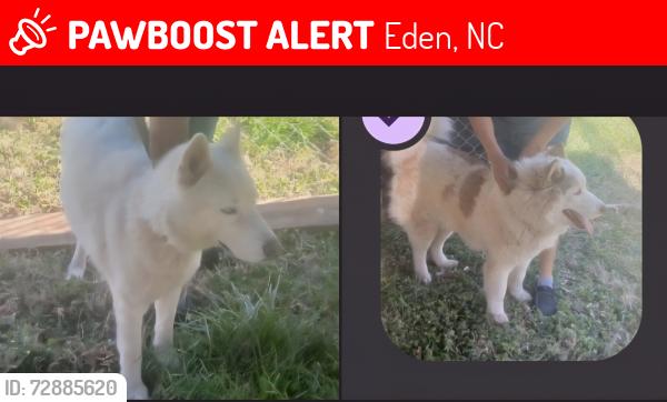 Lost Unknown Dog last seen Delawere ave, eden , Eden, NC 27288