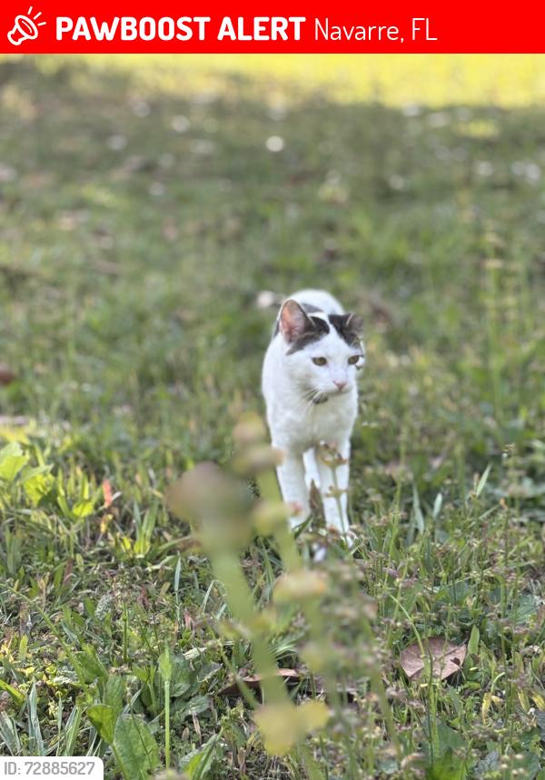 Lost Male Cat last seen Publix, Navarre, FL 32566