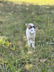 Lost Male Cat last seen Publix, Navarre, FL 32566